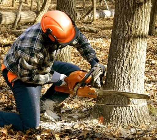 Tree Removal in Leicester, MA